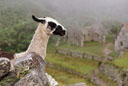 Peru 1994