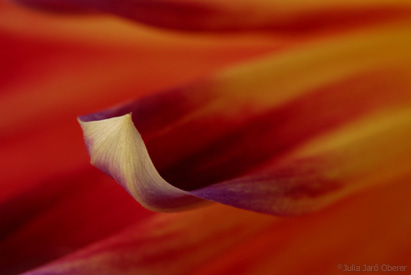 dahlia0609jjo_0125A.jpg