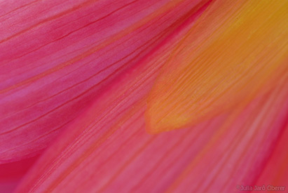 dahlia0609jjo_0226H.jpg