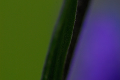0807jjo_aconitum_027web.jpg