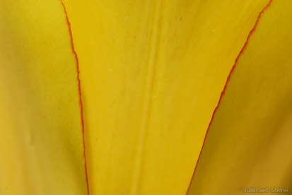 tulpen_jjo0704_0035k.jpg
