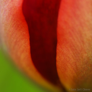 4_1tulpen_jjo07_0005k.jpg