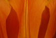 Tulpen abstrakt 1