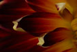 dahlia abstract I