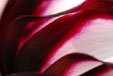 dahlia abstract III