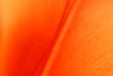 Tulpen abstrakt 7