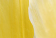 Tulpen abstrakt 6