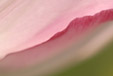Tulpen abstrakt 5